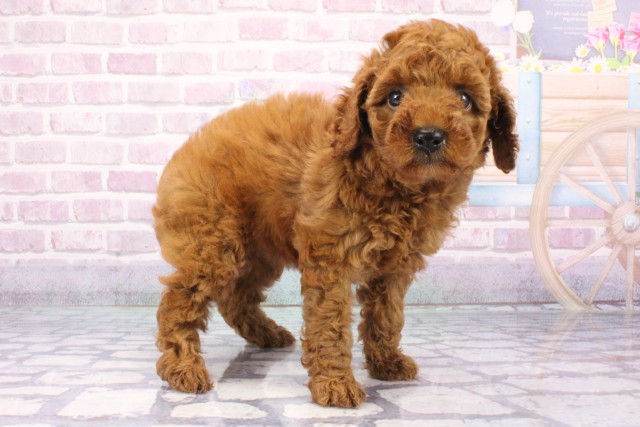 兵庫県のトイプードル(トイ) (Coo&RIKU尼崎店/2025年6月26日生まれ/女の子/レッドフォーン)の子犬の2枚目の画像