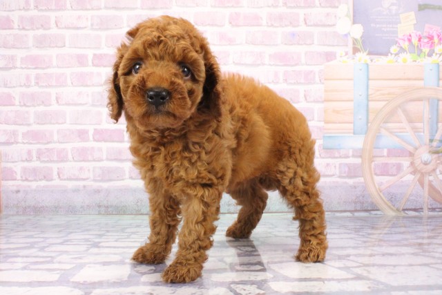 兵庫県のトイプードル(トイ) (Coo&RIKU尼崎店/2025年6月26日生まれ/女の子/レッドフォーン)の子犬の3枚目の画像