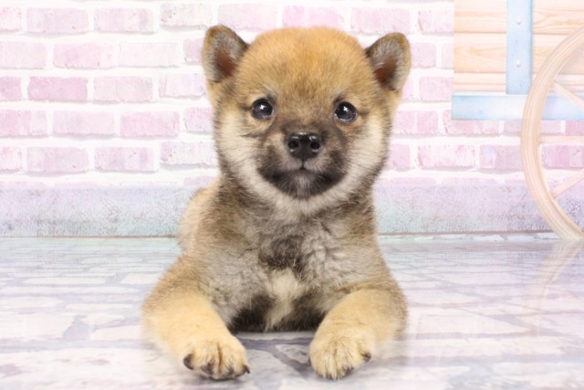 大阪府の豆柴 (Coo&RIKU阿倍野店/2025年6月26日生まれ/男の子/赤)の子犬の1枚目の画像
