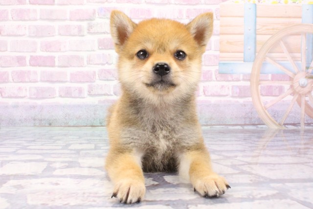 兵庫県の柴犬(標準サイズ) (Coo&RIKU神戸東灘店/2025年6月26日生まれ/男の子/赤)の子犬の1枚目の画像