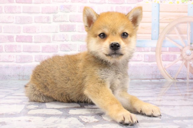 兵庫県の柴犬(標準サイズ) (Coo&RIKU神戸東灘店/2025年6月26日生まれ/男の子/赤)の子犬の2枚目の画像