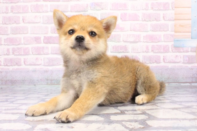 兵庫県の柴犬(標準サイズ) (Coo&RIKU神戸東灘店/2025年6月26日生まれ/男の子/赤)の子犬の3枚目の画像