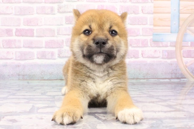 大阪府の柴犬(標準サイズ) (Coo&RIKU高槻店/2025年6月26日生まれ/男の子/赤)の子犬の1枚目の画像