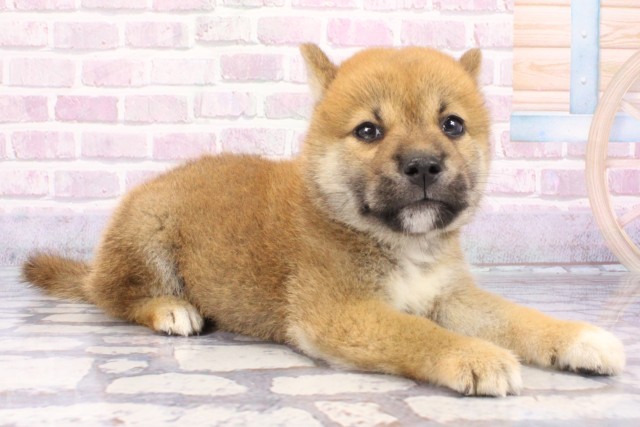 大阪府の柴犬(標準サイズ) (Coo&RIKU高槻店/2025年6月26日生まれ/男の子/赤)の子犬の2枚目の画像