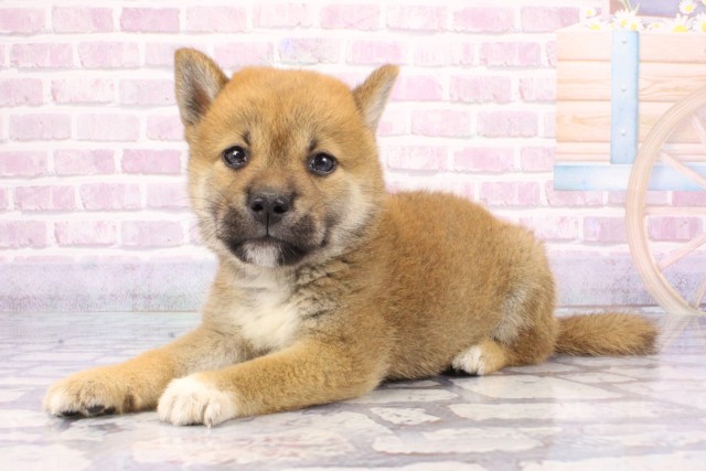 大阪府の柴犬(標準サイズ) (Coo&RIKU高槻店/2025年6月26日生まれ/男の子/赤)の子犬の3枚目の画像
