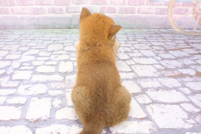 大阪府の柴犬(標準サイズ) (Coo&RIKU高槻店/2025年6月26日生まれ/男の子/赤)の子犬の4枚目の画像