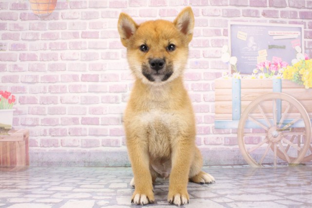兵庫県の柴犬(標準サイズ) (Coo&RIKU神戸垂水店/2025年6月22日生まれ/男の子/赤)の子犬の1枚目の画像