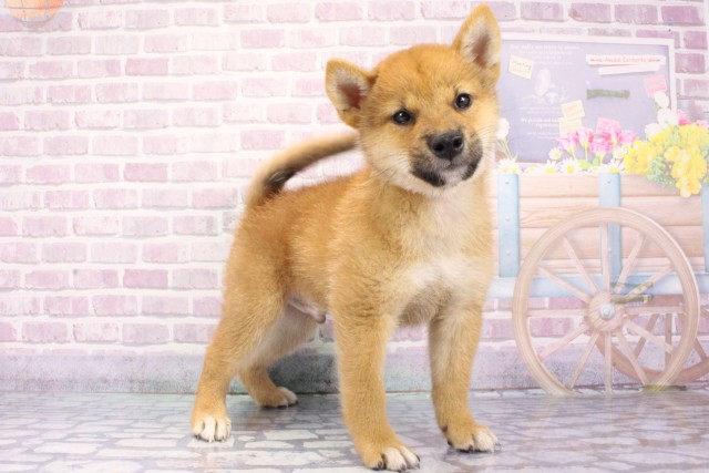 兵庫県の柴犬(標準サイズ) (Coo&RIKU神戸垂水店/2025年6月22日生まれ/男の子/赤)の子犬の2枚目の画像