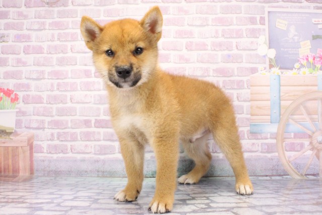 兵庫県の柴犬(標準サイズ) (Coo&RIKU神戸垂水店/2025年6月22日生まれ/男の子/赤)の子犬の3枚目の画像