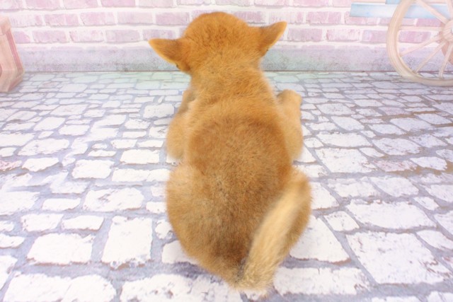 兵庫県の柴犬(標準サイズ) (Coo&RIKU神戸垂水店/2025年6月22日生まれ/男の子/赤)の子犬の4枚目の画像
