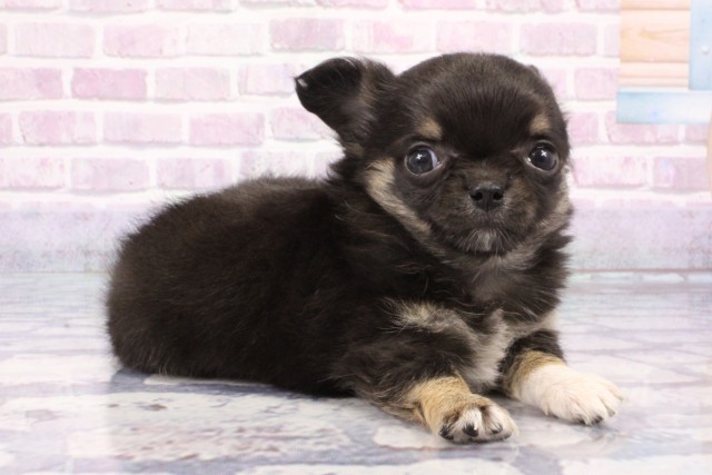 京都府のチワワ(ロング) (Coo&RIKU京都店/2025年6月25日生まれ/男の子/ブラックタン)の子犬の2枚目の画像
