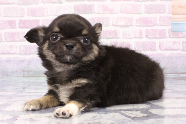 京都府のチワワ(ロング) (Coo&RIKU京都店/2025年6月25日生まれ/男の子/ブラックタン)の子犬の3枚目の画像