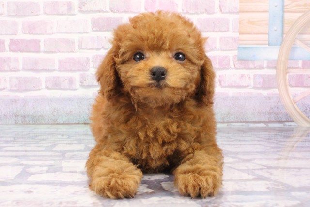 京都府のトイプードル(トイ) (Coo&RIKU京都店/2025年6月23日生まれ/男の子/レッドフォーン)の子犬の1枚目の画像