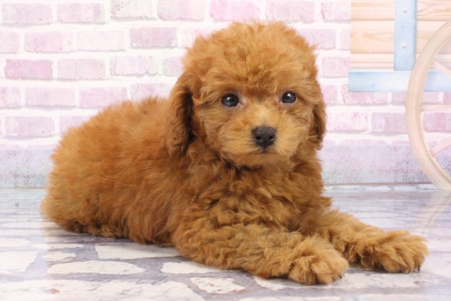 京都府のトイプードル(トイ) (Coo&RIKU京都店/2025年6月23日生まれ/男の子/レッドフォーン)の子犬の2枚目の画像