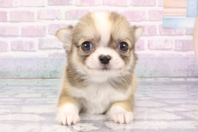 兵庫県のチワワ(ロング) (Coo&RIKU尼崎店/2025年6月26日生まれ/男の子/レッドホワイト)の子犬