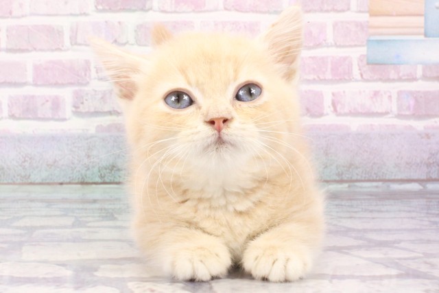 大阪府のマンチカン (Coo&RIKU東大阪店/2025年6月26日生まれ/男の子/クリームタビー)の子猫の1枚目の画像