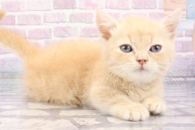 大阪府のマンチカン (Coo&RIKU東大阪店/2025年6月26日生まれ/男の子/クリームタビー)の子猫の2枚目の画像