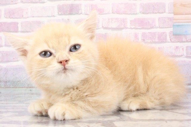 大阪府のマンチカン (Coo&RIKU東大阪店/2025年6月26日生まれ/男の子/クリームタビー)の子猫の3枚目の画像