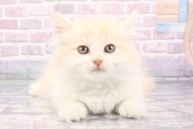 大阪府のサイベリアン (Coo&RIKU和泉店/2025年6月25日生まれ/男の子/クリームタビーホワイト)の子猫の1枚目の画像