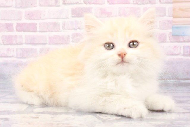 大阪府のサイベリアン (Coo&RIKU和泉店/2025年6月25日生まれ/男の子/クリームタビーホワイト)の子猫の2枚目の画像