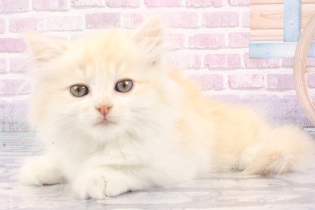 大阪府のサイベリアン (Coo&RIKU和泉店/2025年6月25日生まれ/男の子/クリームタビーホワイト)の子猫の3枚目の画像
