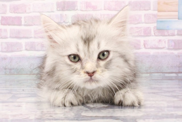 兵庫県のサイベリアン (Coo&RIKU神戸垂水店/2025年6月24日生まれ/男の子/シルバータビー)の子猫の1枚目の画像