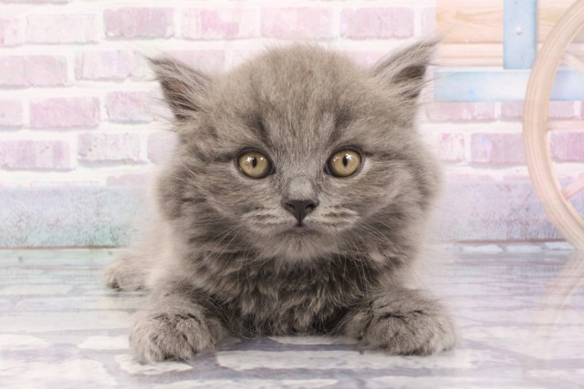 京都府のブリティッシュロングヘアー (Coo&RIKU舞鶴店/2025年6月26日生まれ/男の子/ブルー)の子猫の1枚目の画像