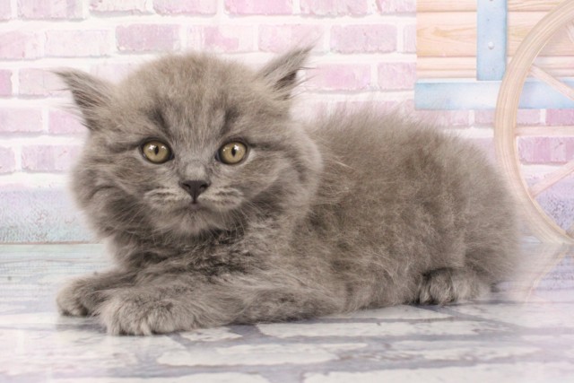 京都府のブリティッシュロングヘアー (Coo&RIKU舞鶴店/2025年6月26日生まれ/男の子/ブルー)の子猫の3枚目の画像