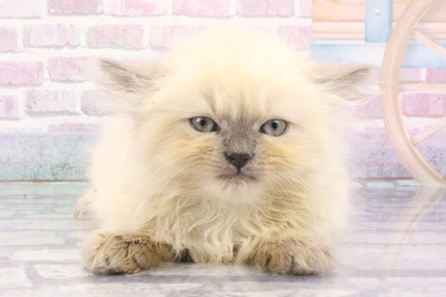 兵庫県のヒマラヤン (Coo&RIKU明石店/2025年6月25日生まれ/女の子/ブルーポイント)の子猫の1枚目の画像