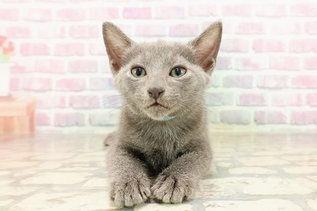 埼玉県のロシアンブルー (Coo&RIKUアニマルケアセンター大宮/2025年6月26日生まれ/男の子/ブルー)の子猫の1枚目の画像