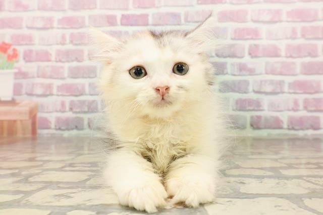 埼玉県のマンチカン (Coo&RIKUアニマルケアセンター大宮/2025年6月21日生まれ/女の子/キャリコ)の子猫の1枚目の画像
