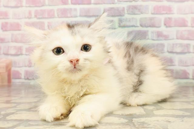 埼玉県のマンチカン (Coo&RIKUアニマルケアセンター大宮/2025年6月21日生まれ/女の子/キャリコ)の子猫の2枚目の画像
