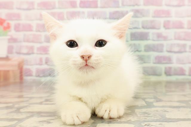 埼玉県のマンチカン (Coo&RIKUアニマルケアセンター大宮/2025年6月21日生まれ/女の子/ホワイト)の子猫の1枚目の画像