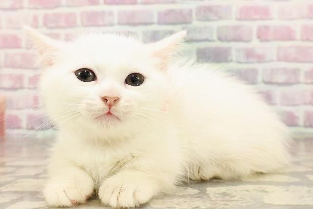 埼玉県のマンチカン (Coo&RIKUアニマルケアセンター大宮/2025年6月21日生まれ/女の子/ホワイト)の子猫の2枚目の画像