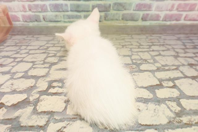 埼玉県のマンチカン (Coo&RIKUアニマルケアセンター大宮/2025年6月21日生まれ/女の子/ホワイト)の子猫の4枚目の画像