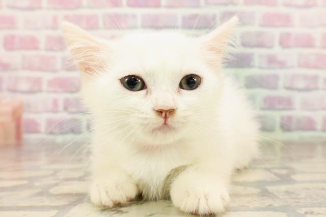 埼玉県のマンチカン (Coo&RIKUアニマルケアセンター大宮/2025年6月21日生まれ/女の子/ホワイト)の子猫の1枚目の画像