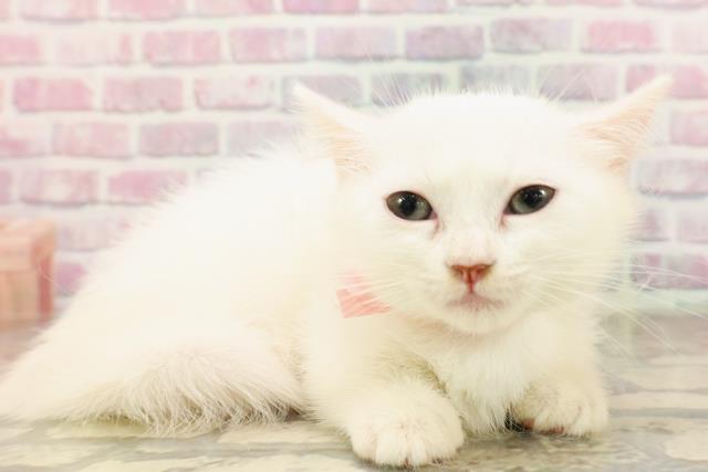 埼玉県のマンチカン (Coo&RIKUアニマルケアセンター大宮/2025年6月21日生まれ/女の子/ホワイト)の子猫の3枚目の画像