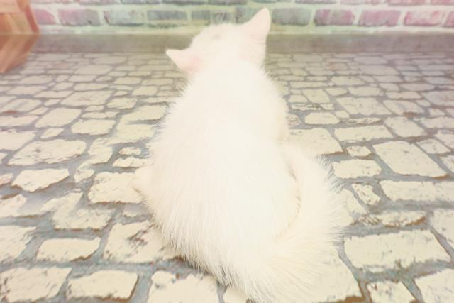 埼玉県のマンチカン (Coo&RIKUアニマルケアセンター大宮/2025年6月21日生まれ/女の子/ホワイト)の子猫の4枚目の画像
