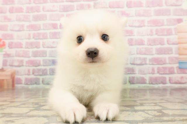 埼玉県の日本スピッツ (Coo&RIKUアニマルケアセンター大宮/2025年6月29日生まれ/女の子/ホワイト)の子犬の1枚目の画像