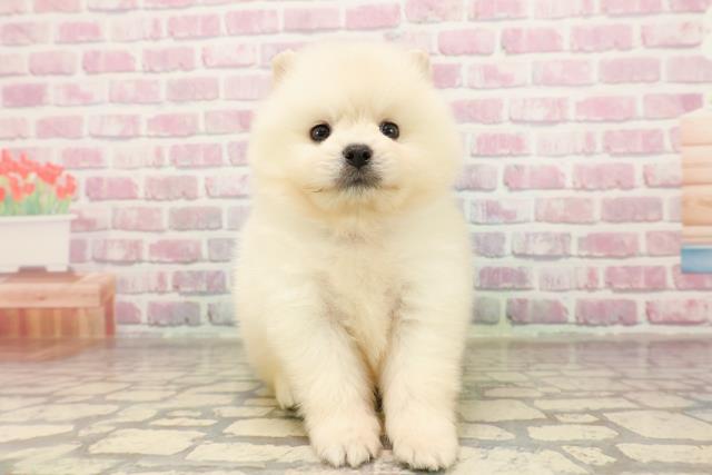 埼玉県のポメラニアン (Coo&RIKUアニマルケアセンター大宮/2025年6月29日生まれ/男の子/クリーム)の子犬の1枚目の画像