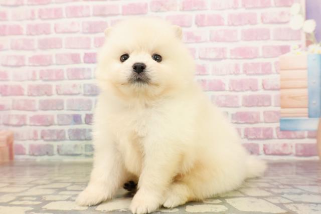 埼玉県のポメラニアン (Coo&RIKUアニマルケアセンター大宮/2025年6月29日生まれ/男の子/クリーム)の子犬の2枚目の画像