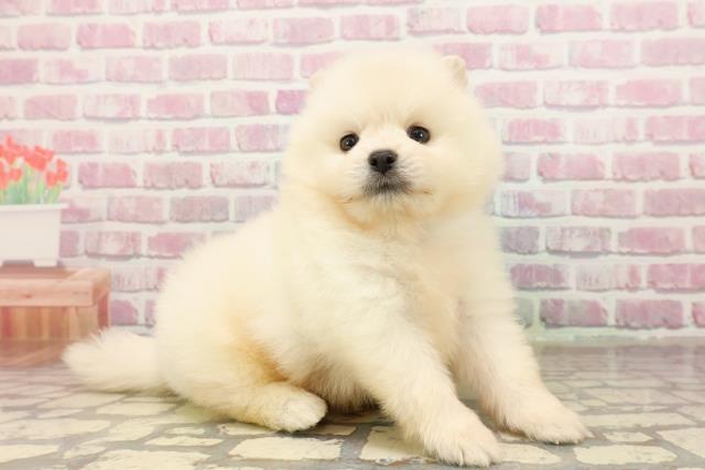 埼玉県のポメラニアン (Coo&RIKUアニマルケアセンター大宮/2025年6月29日生まれ/男の子/クリーム)の子犬の3枚目の画像