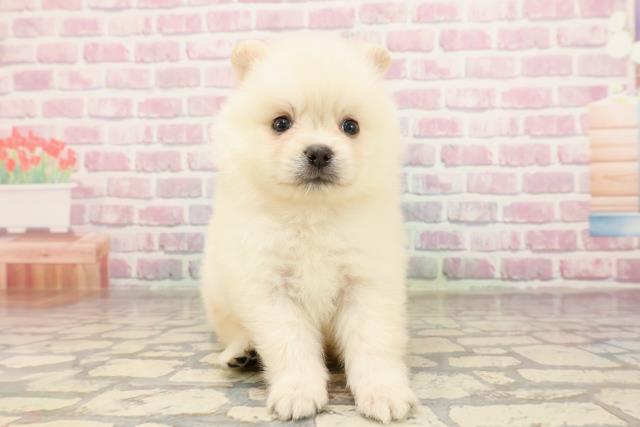 北海道のポメラニアン (Coo&RIKU帯広店/2025年6月29日生まれ/男の子/クリーム)の子犬の1枚目の画像