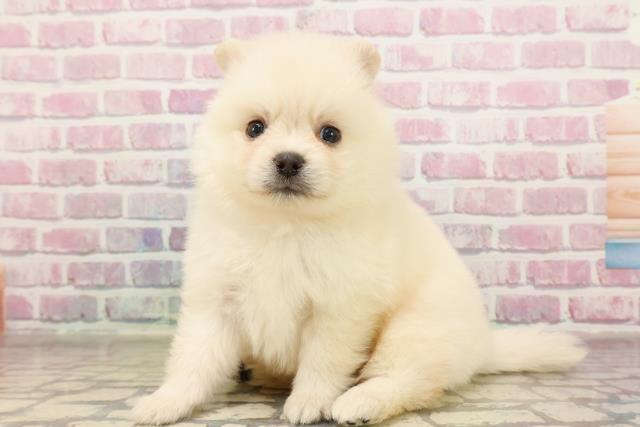 北海道のポメラニアン (Coo&RIKU帯広店/2025年6月29日生まれ/男の子/クリーム)の子犬の2枚目の画像