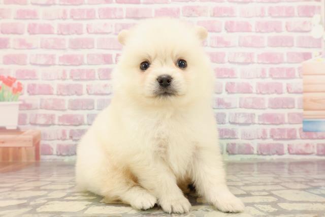北海道のポメラニアン (Coo&RIKU帯広店/2025年6月29日生まれ/男の子/クリーム)の子犬の3枚目の画像