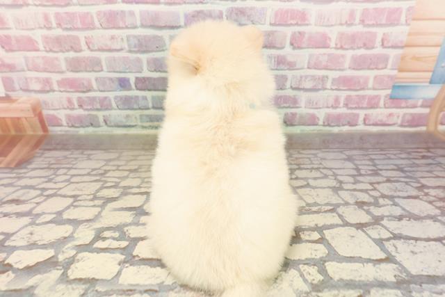 北海道のポメラニアン (Coo&RIKU帯広店/2025年6月29日生まれ/男の子/クリーム)の子犬の4枚目の画像