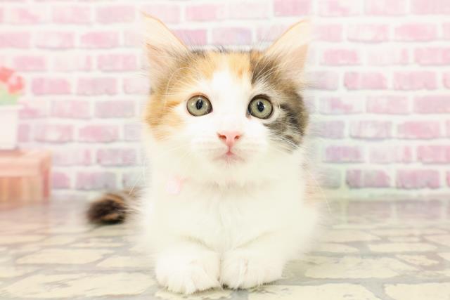 埼玉県のメインクーン (Coo&RIKUアニマルケアセンター大宮/2025年6月26日生まれ/女の子/キャリコ)の子猫の1枚目の画像