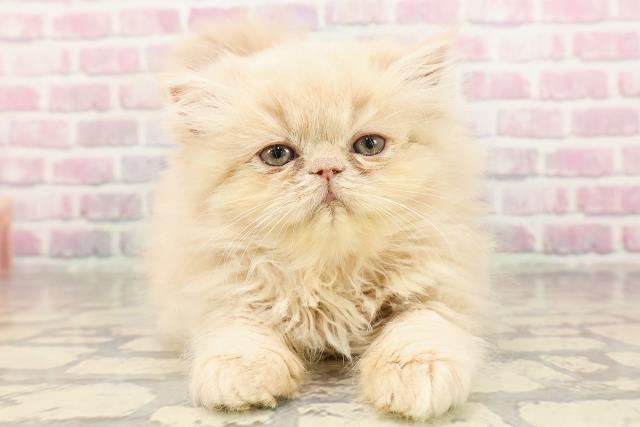 埼玉県のエキゾチック (Coo&RIKUアニマルケアセンター大宮/2025年6月24日生まれ/女の子/クリーム)の子猫の1枚目の画像