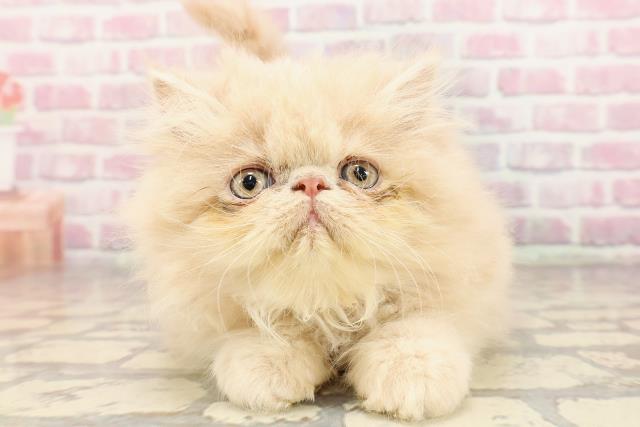 埼玉県のエキゾチック (Coo&RIKUアニマルケアセンター大宮/2025年6月24日生まれ/男の子/クリーム)の子猫の1枚目の画像