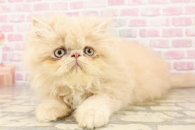 埼玉県のエキゾチック (Coo&RIKUアニマルケアセンター大宮/2025年6月24日生まれ/男の子/クリーム)の子猫の2枚目の画像